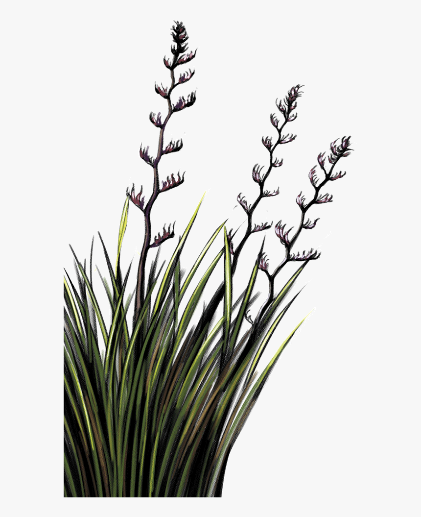Flax Plant Nz Png , Png Download - Flax Plant Png, Transparent Png