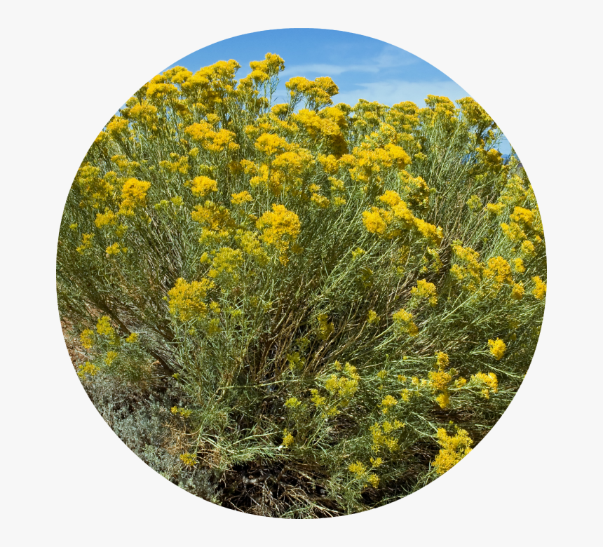Rubber Rabbitbrush, HD Png Download
