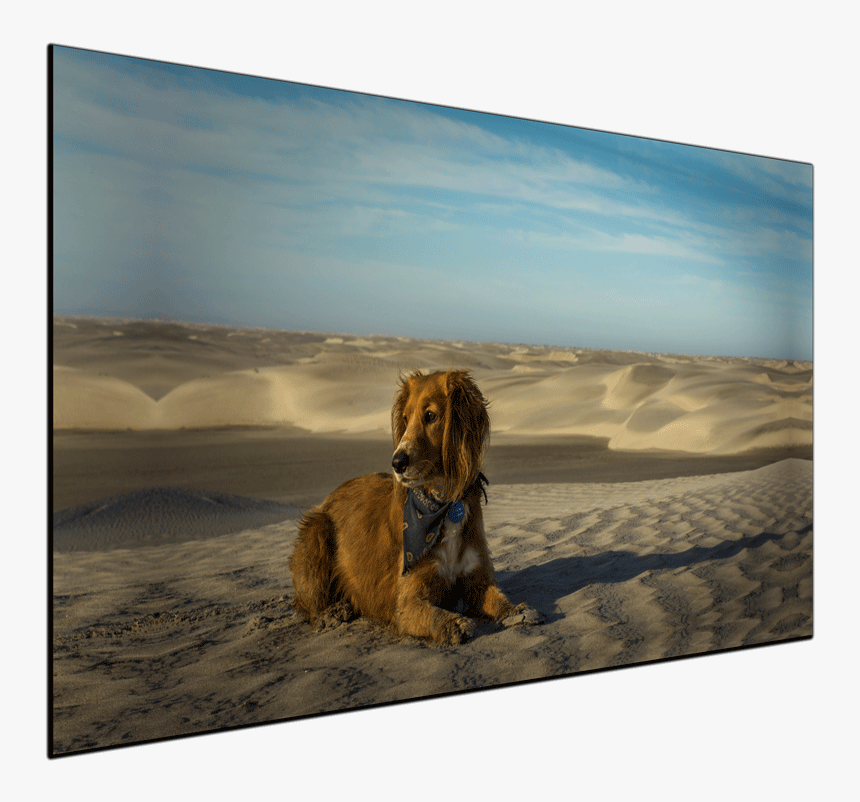 Desert Dog - Canvas Print - Alaska Kombi Life Dog, HD Png Download