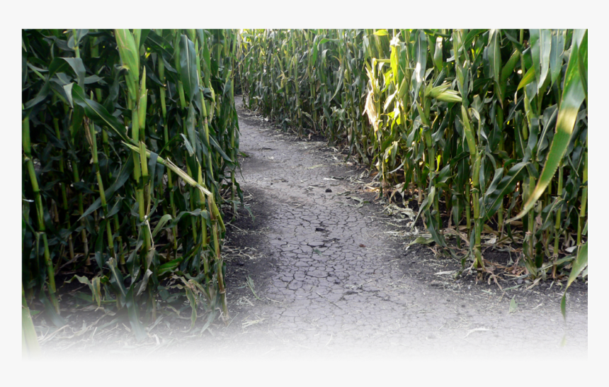 Sugarcane , Png Download - Corn Maze In Petaluma California, Transparent Png