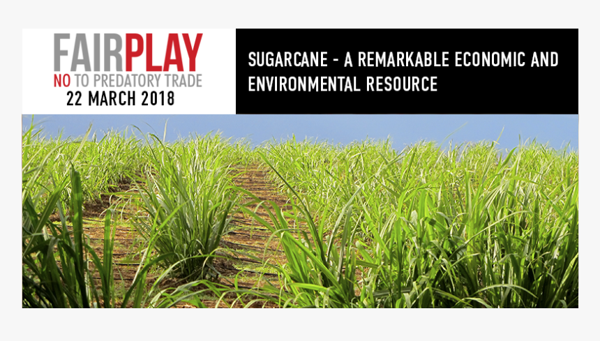 Cash Crop, HD Png Download