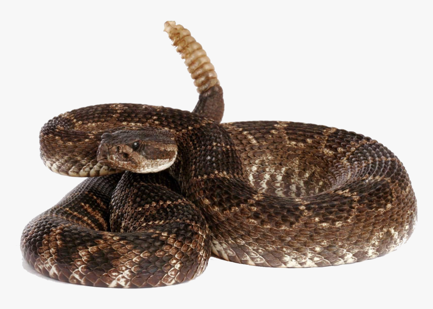 Rattlesnake Dog Pet Sitting Veterinarian - Rattlesnake Transparent Background, HD Png Download