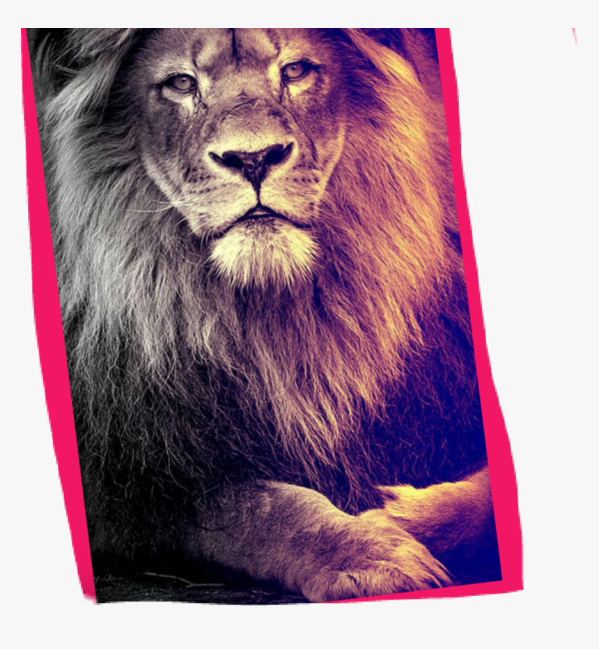 Lion Hd Wallpaper Iphone Hd Png Download Transparent Png Image Pngitem