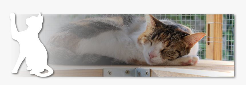 Domestic Short-haired Cat, HD Png Download