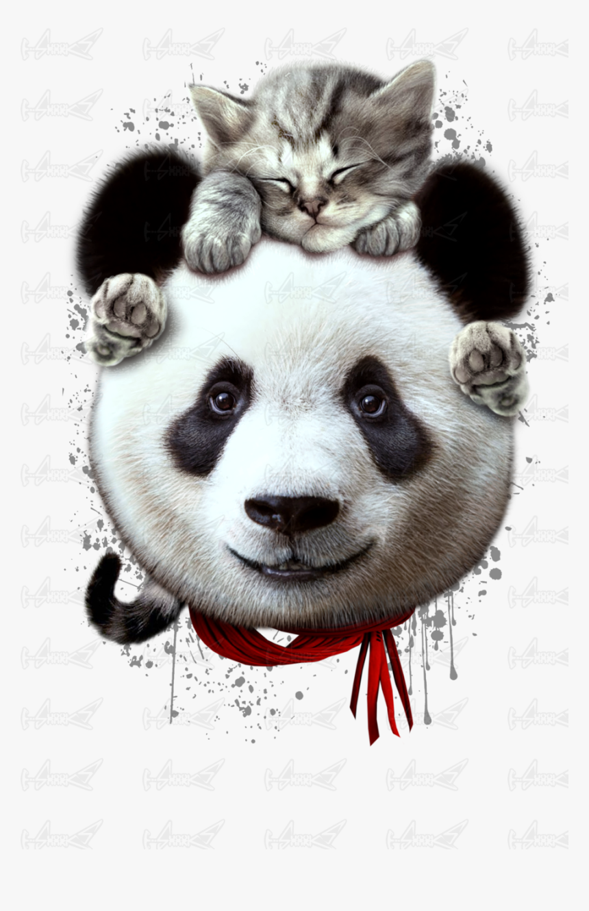 Panda And Cat, HD Png Download