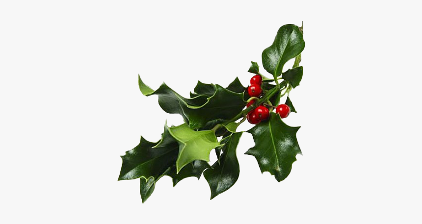 Christmas Mistletoe Png Photos - Mistletoe Png, Transparent Png