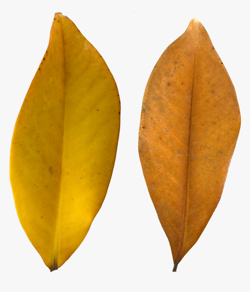 Leaf Texture Png, Transparent Png