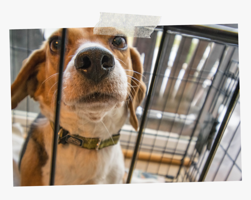Securing Dog Crate In Car, HD Png Download , Transparent Png Image