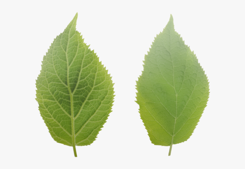 Ulmus Alata, HD Png Download