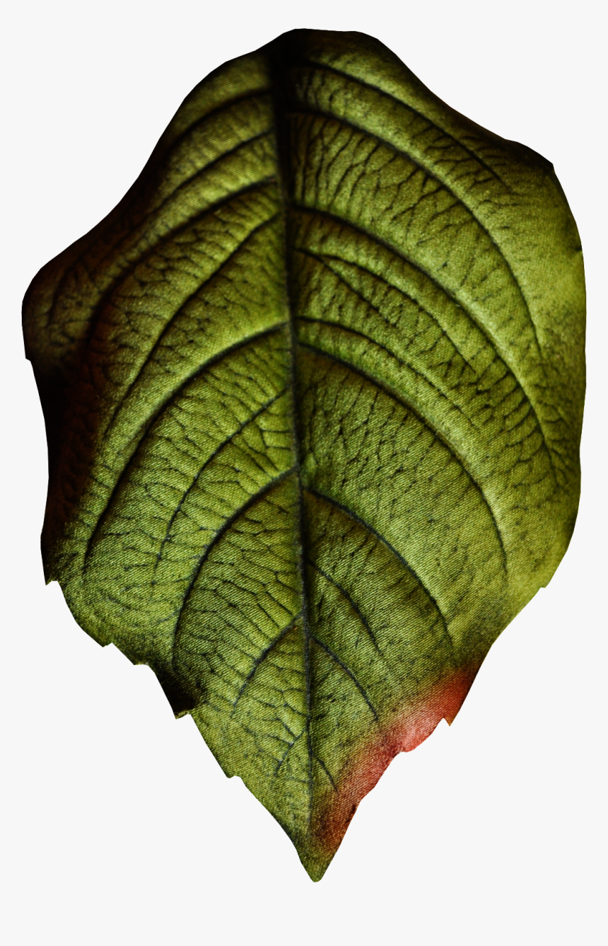 Hand Painted Realistic Texture Leaf Png Transparent Realistic Leaf