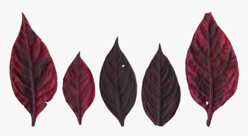 Black Gum, HD Png Download