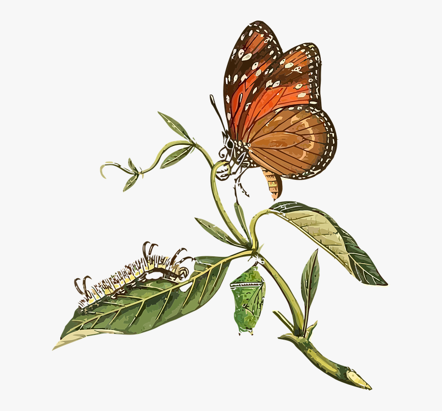 Catepillar To Butterfly Clipart, HD Png Download