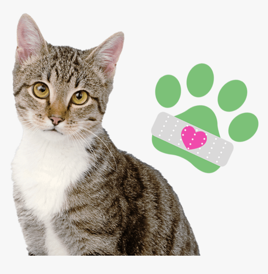 Tabby Cat White Background, HD Png Download