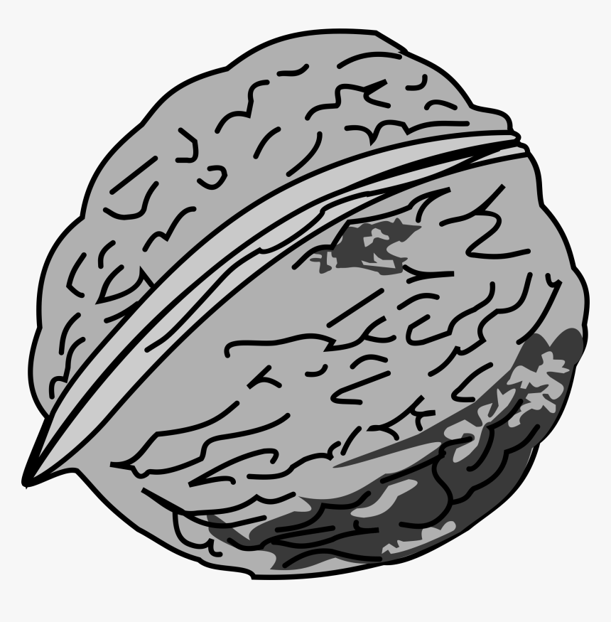 Walnut Tree Clipart Vector Black And White Stock Clipart - Walnuss Clipart, HD Png Download