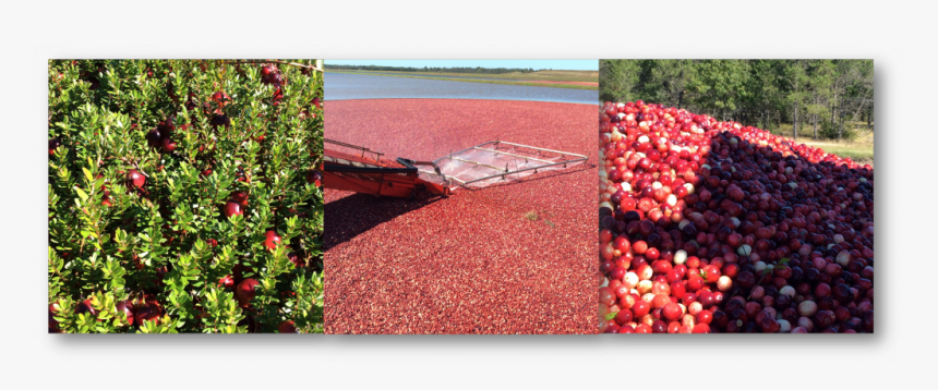 Cranberries Png, Transparent Png