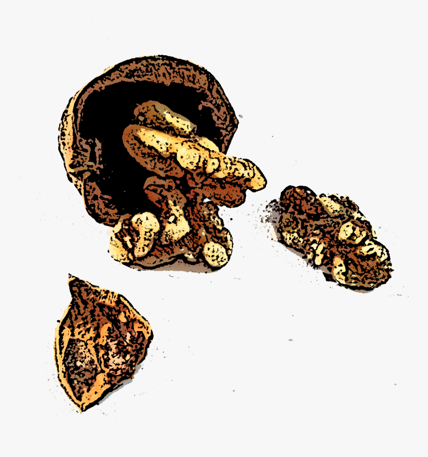 Tiko-walnuts - Illustration, HD Png Download