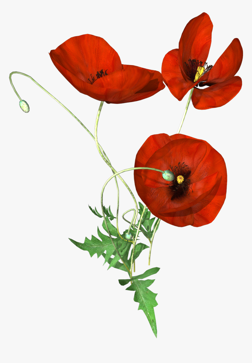Hand Painted Three Poppies Png Transparent - Corn Poppy, Png Download