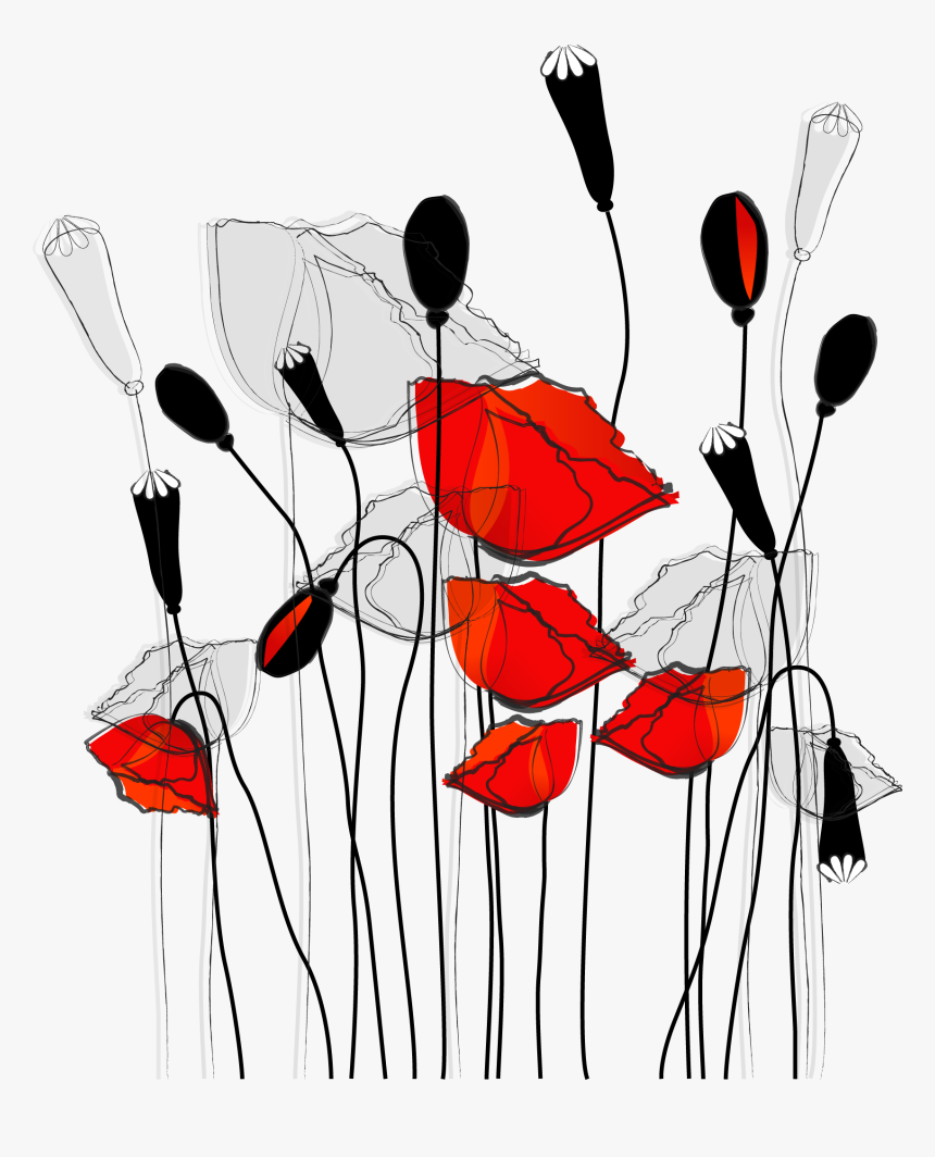 Common Poppy Curtain Flower Wallpaper Line Illustration - Curtain, HD Png Download