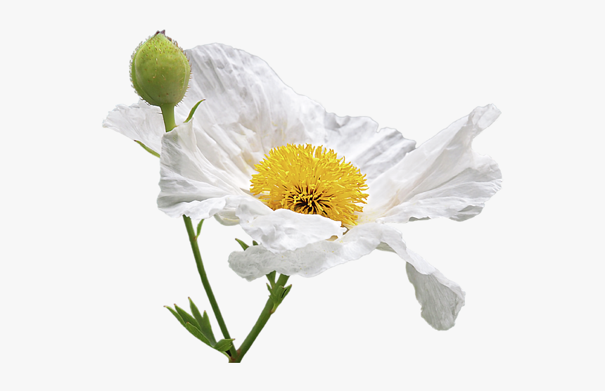 Matilija Poppy Png, Transparent Png