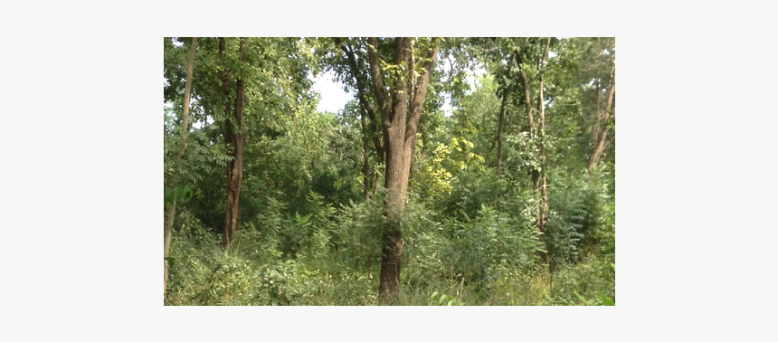 Acacia Mangium Plant , Black Wattle Plant For Sale - Grove, HD Png Download