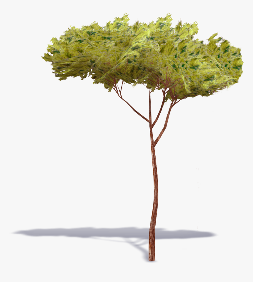 Stone Pine Tree 13d View 
 Class Mw 100 Mh 100 Pol - Stone Pine Tree Png, Transparent Png
