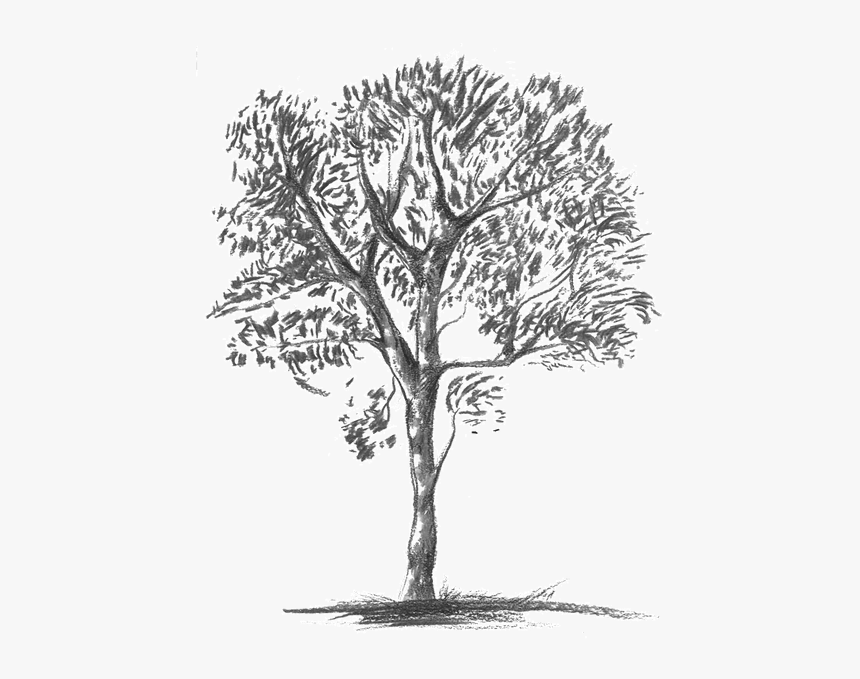 Knobthorn-grey - Mexican Pinyon, HD Png Download