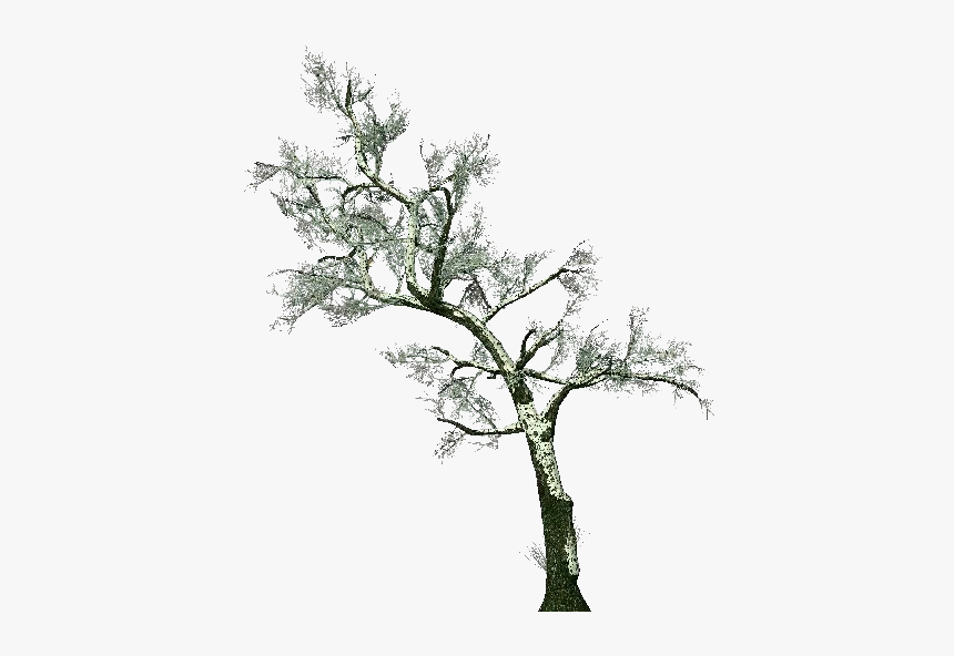 3d Trees - Common Hawthorn - Acca Software - Biancospino Albero Png, Transparent Png