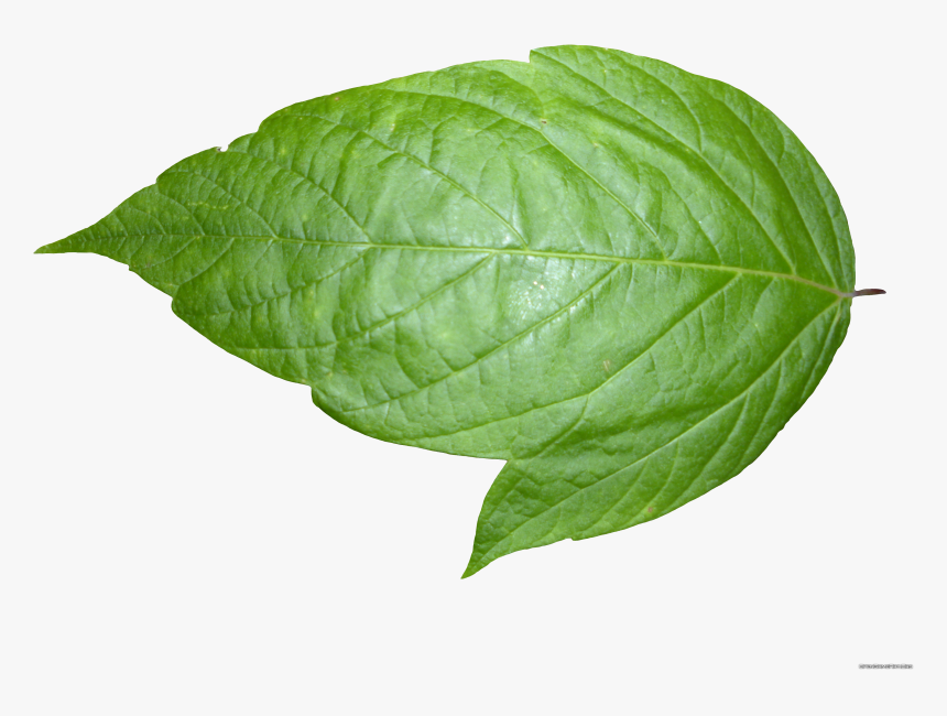 Background Png Leaf Transparent - Transparent Background Leaf Png, Png Download