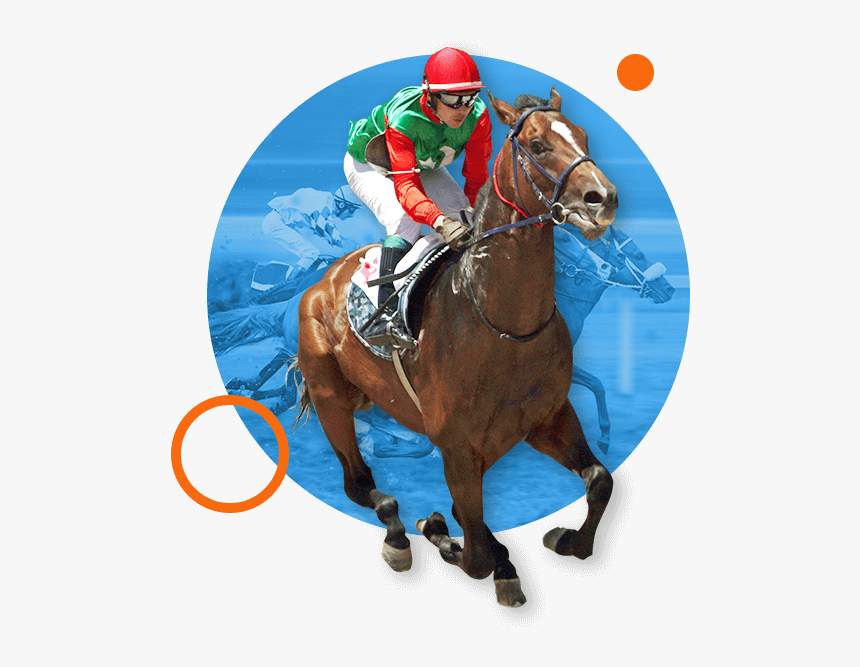 Stallion, HD Png Download