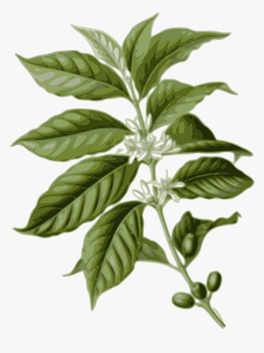 Coffee Leaves Clip Arts - Coffea Arabica Botanical, HD Png Download