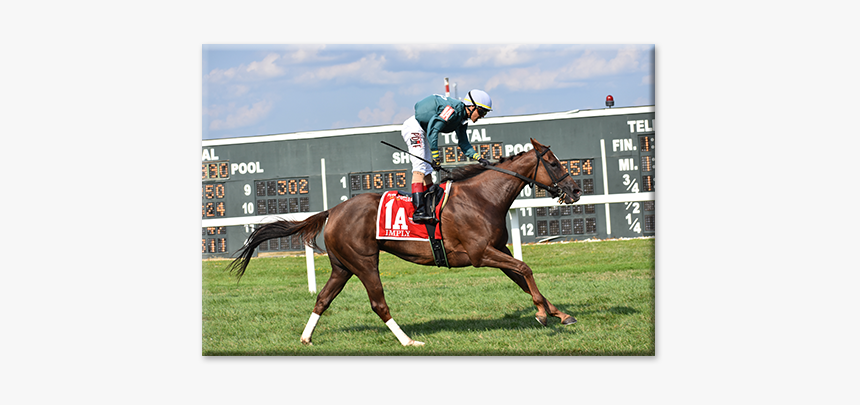 Jockey, HD Png Download