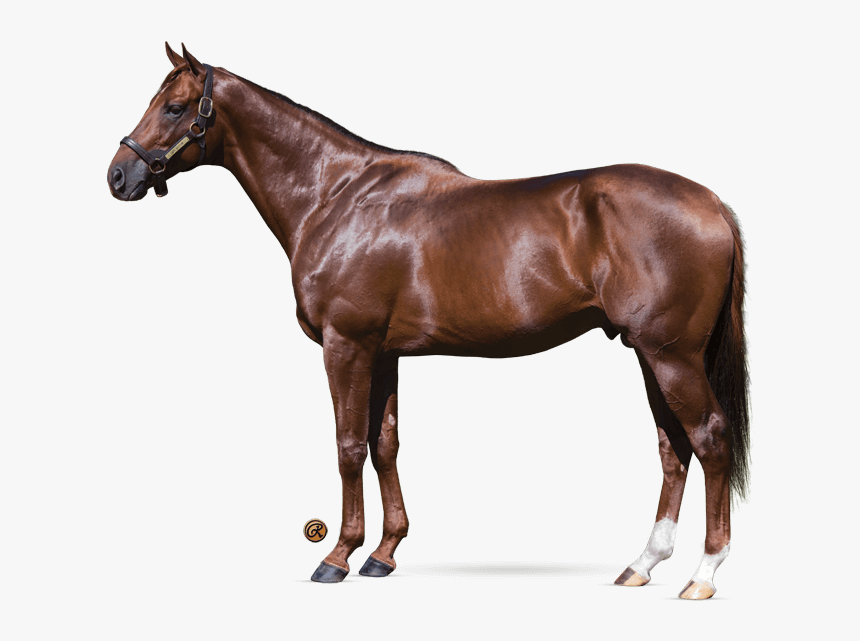 Breyer Vicki Wilson's Kentucky, HD Png Download