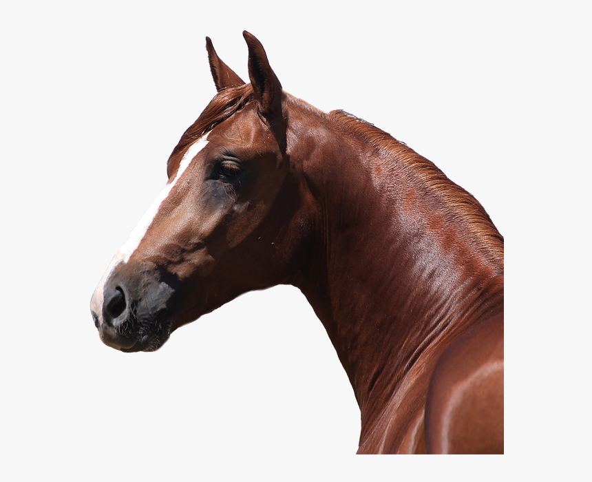 Mangalarga Png, Transparent Png