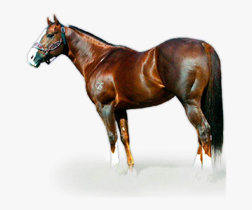 Cavalo Dash Ta Fame , Png Download - Raison D Etat Stallion, Transparent Png