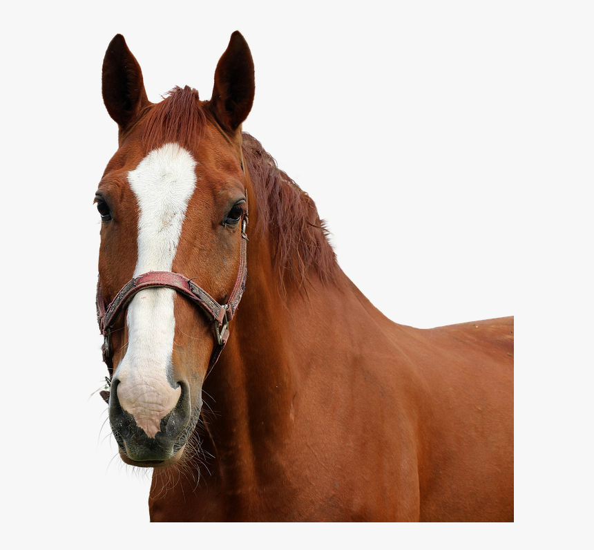 Horse, Horse Head, Isolated, Nature, Animal, Coupling - Transparent Horse Head, HD Png Download