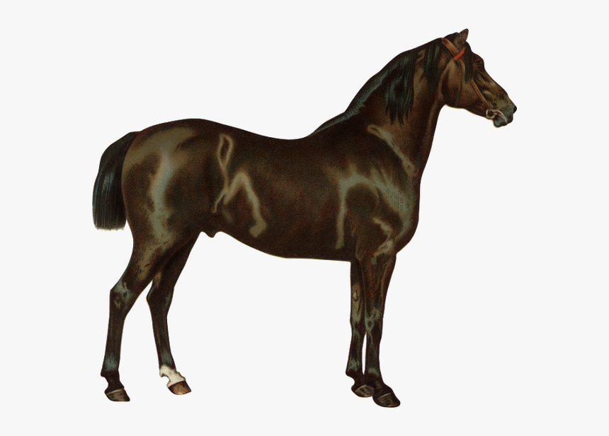 Конь, Скаковая Лошадь, Парнокопытные, Horse, Racehorse, - Render Caballo, HD Png Download