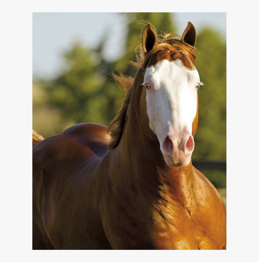 Gunner Boy, HD Png Download