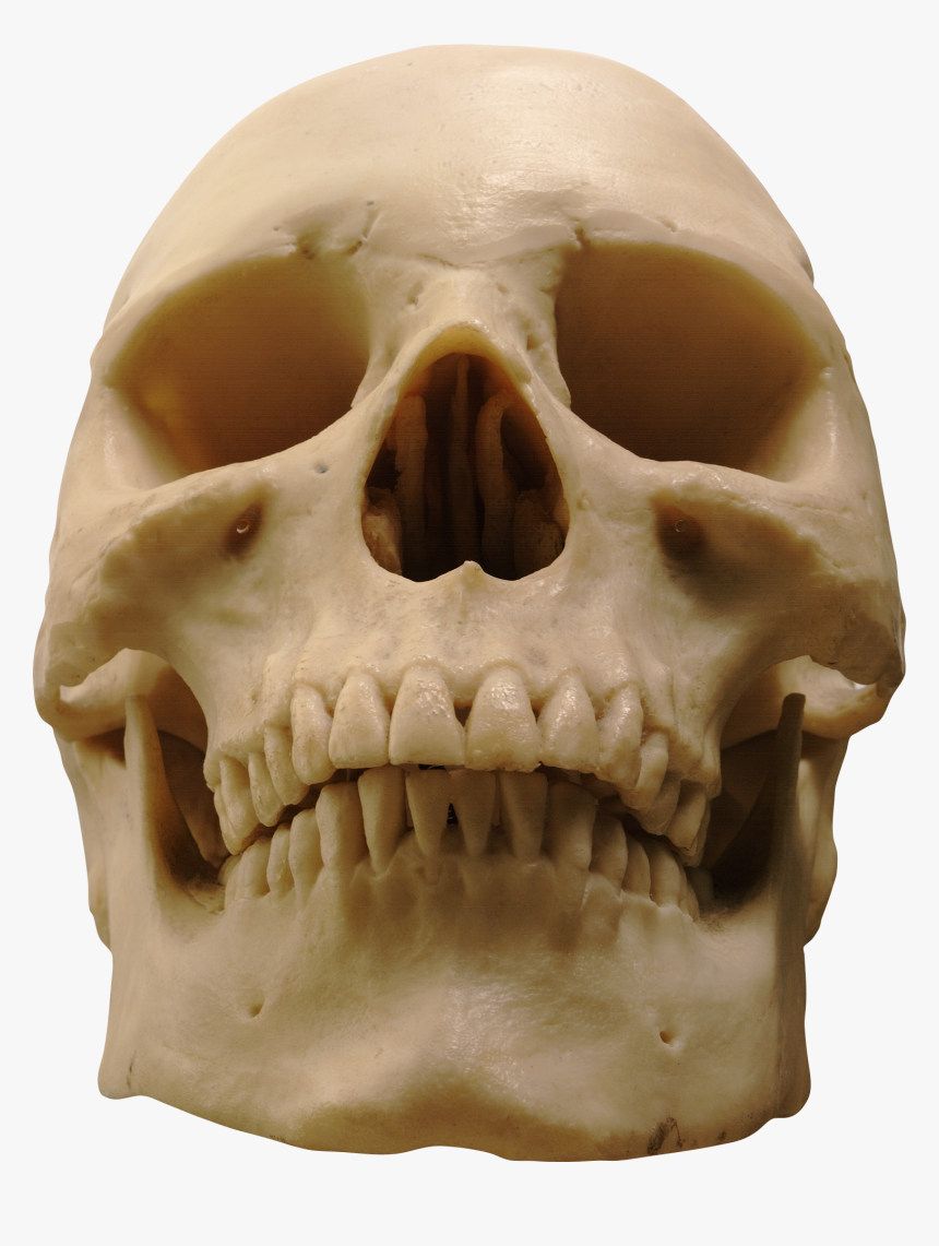 Pngs Skull, Transparent Png