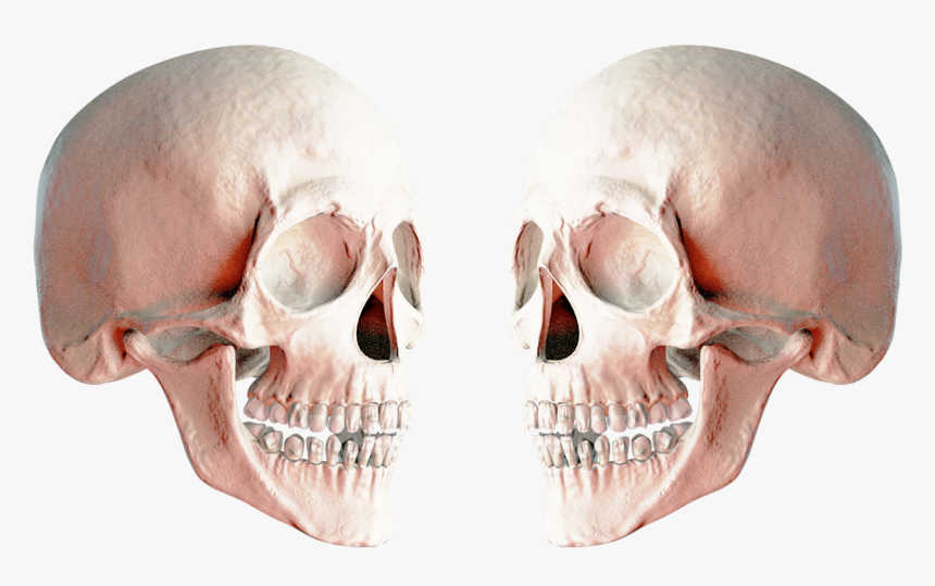 2 Skulls Png, Transparent Png