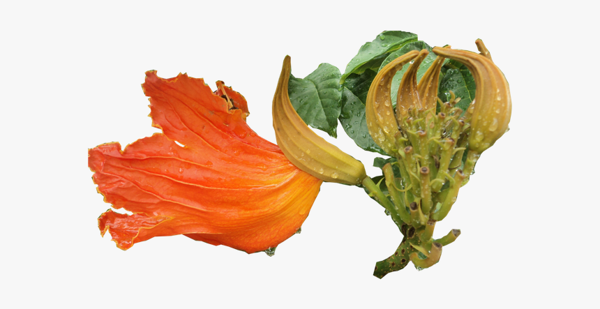 Gotas De Agua - Datura, HD Png Download