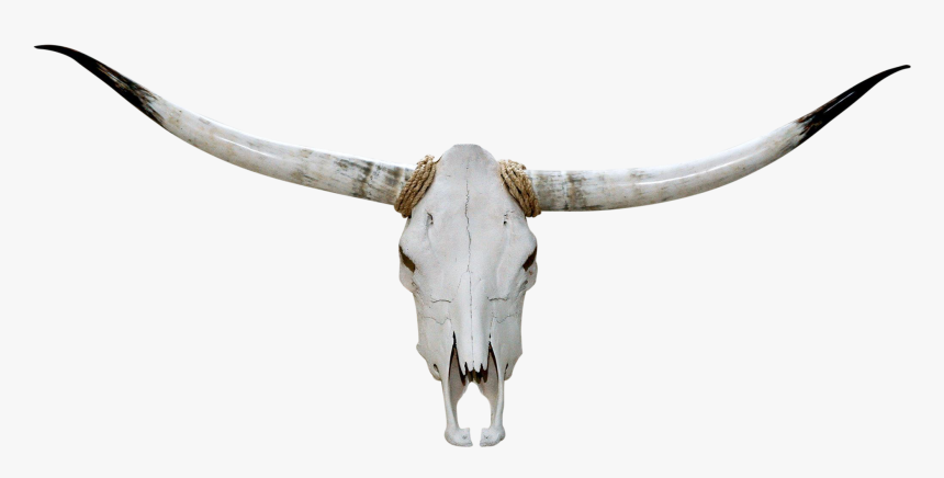 Collection Of Free Transparent Skull Longhorn Download - Head Bull Skull Png, Png Download