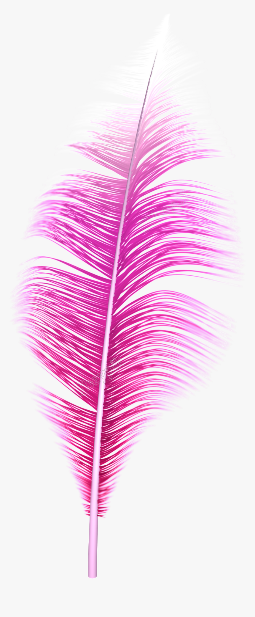 Transparent Feathers Png - Feather Pink Png, Png Download