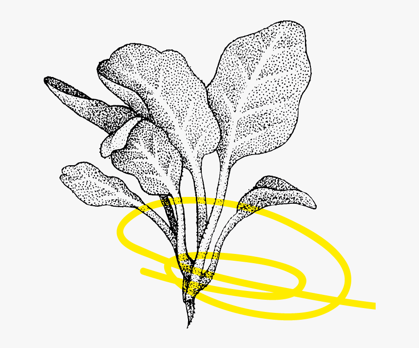 Line Art, HD Png Download