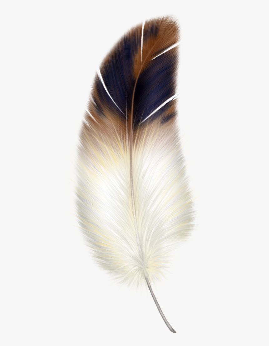 Feather Png, Transparent Png