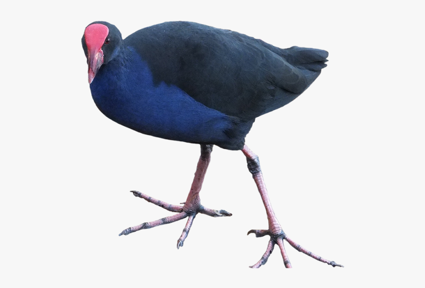 Nz Bird Transparent Background, HD Png Download
