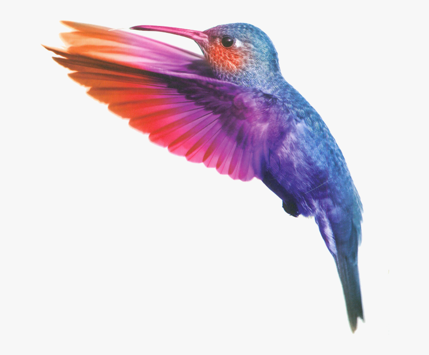 Light Bird Png, Transparent Png