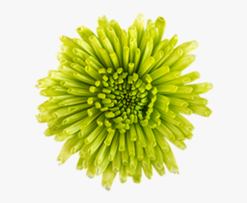 Click To Enlarge Image Green Novelty Athos - Dandelion, HD Png Download