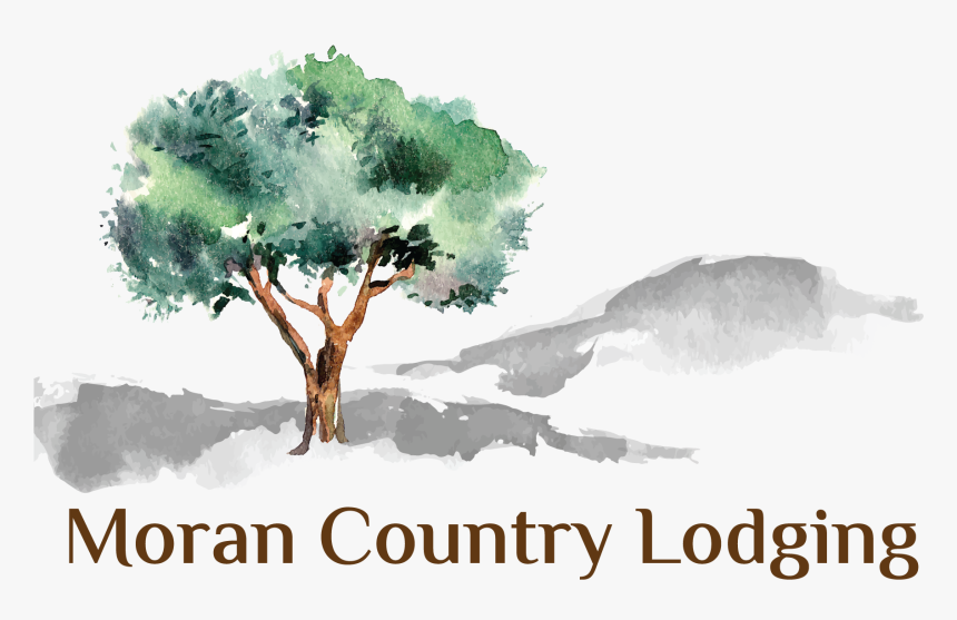 Moran Lodge Logo - Olive Tree Illustration Png, Transparent Png