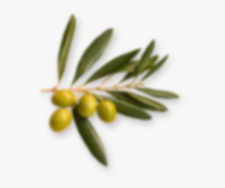 Olive Branch - Ledum, HD Png Download