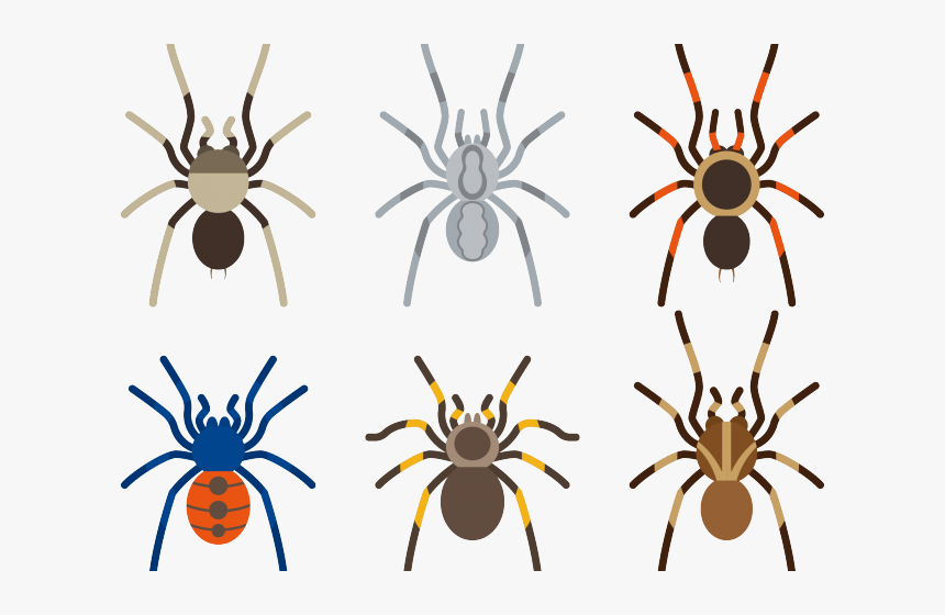 Arachnid Clipart Tarantula - Spider, HD Png Download